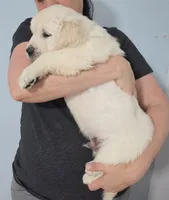 Blue , a male Golden Retriever for sale in Labelle, FL – Photo 5 of 6