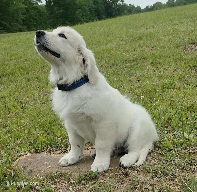 Jack blue  – Golden Retriever puppy for sale in Labelle, FL