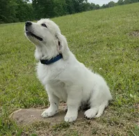 blue collar, a male Golden Retriever for sale in Labelle, FL – 1 of 10
