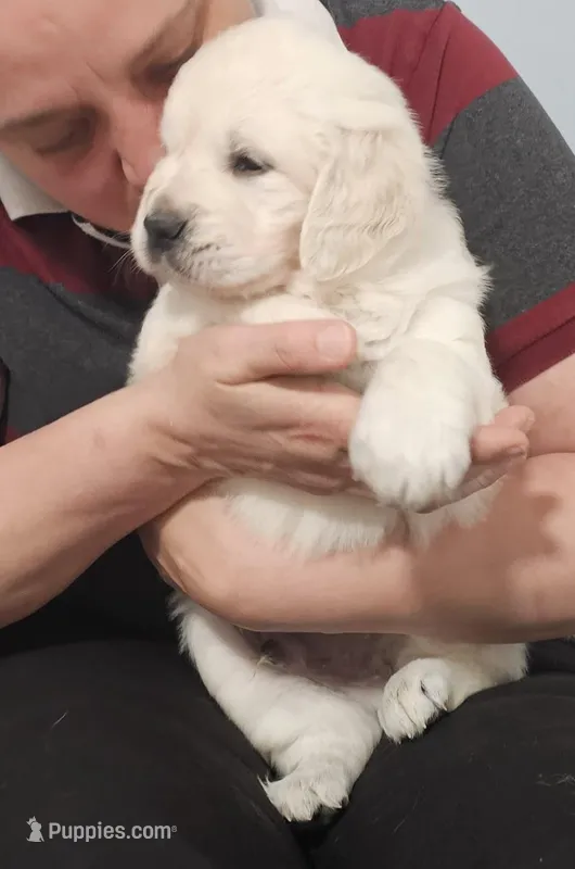 Red – English Cream Golden Retriever puppy on hold in Labelle, FL