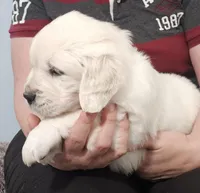 Red, a male English Cream Golden Retriever for sale in Labelle, FL – Photo 3 of 4