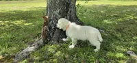 Dexter orange, a male Golden Retriever for sale in Labelle, FL – 4 of 7