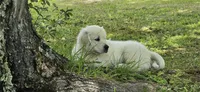 Dexter orange, a male Golden Retriever for sale in Labelle, FL – 2 of 7