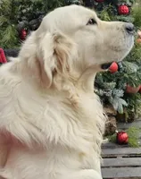 Dexter orange, a male Golden Retriever for sale in Labelle, FL – 6 of 7