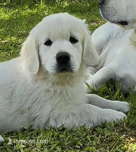 Dexter orange – Golden Retriever puppy for sale in Labelle, FL