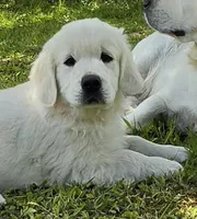 Dexter orange, a male Golden Retriever for sale in Labelle, FL – 1 of 7