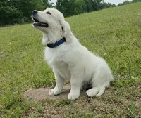 blue collar, a male Golden Retriever for sale in Labelle, FL – 10 of 10