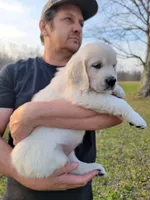 Yellow Victoria, a female Golden Retriever for sale in Labelle, FL – Photo 2 of 4