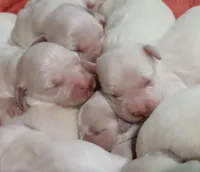 Girl #1, a female Golden Retriever for sale in Boynton Beach, FL – Photo 2 of 4