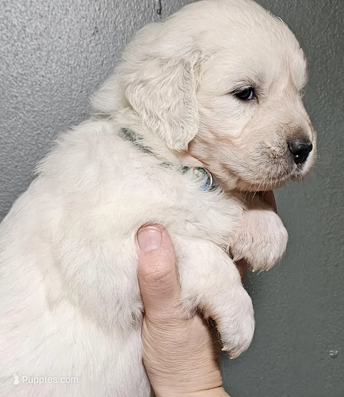 Girl #1 – Golden Retriever puppy for sale in Labelle, FL