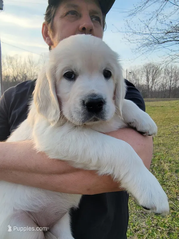 Yellow Victoria – Golden Retriever puppy on hold in Labelle, FL