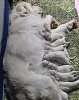 Girl #1, a female Golden Retriever for sale in Boynton Beach, FL – Photo 3 of 4