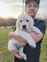 Yellow Victoria, a female Golden Retriever for sale in Labelle, FL – Photo 4 of 4