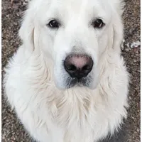 Yellow Victoria, a female Golden Retriever for sale in Labelle, FL – Photo 3 of 4