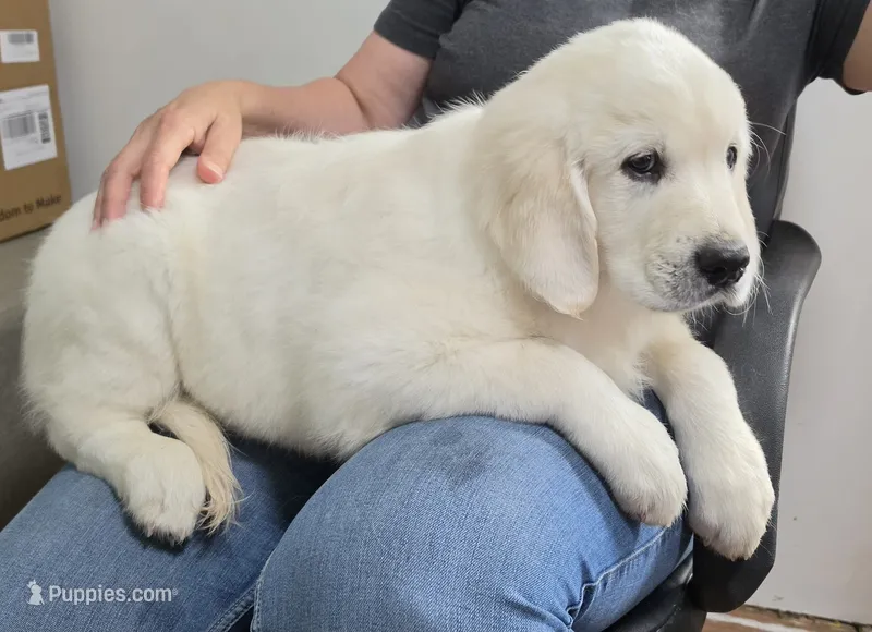 orange collar – Golden Retriever puppy for sale in Labelle, FL