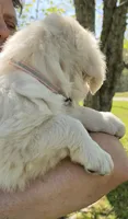 Lili (pink), a female Golden Retriever for sale in Labelle, FL – Photo 3 of 10