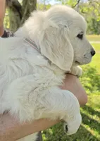 Lili (pink), a female Golden Retriever for sale in Labelle, FL – Photo 4 of 10
