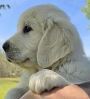 Lili (pink), a female Golden Retriever for sale in Labelle, FL – Photo 2 of 10