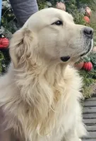 Lili (pink), a female Golden Retriever for sale in Labelle, FL – Photo 7 of 10