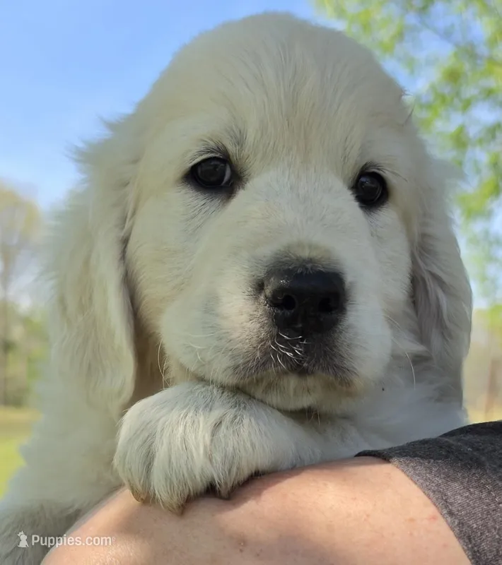 Lili (pink) – Golden Retriever puppy for sale in Labelle, FL