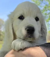 Lili (pink), a female Golden Retriever for sale in Labelle, FL – Photo 1 of 10