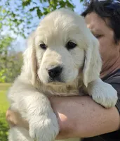 Lili (pink), a female Golden Retriever for sale in Labelle, FL – Photo 5 of 10