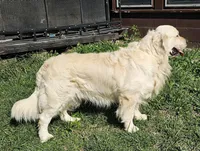 Lili (pink), a female Golden Retriever for sale in Labelle, FL – Photo 6 of 10