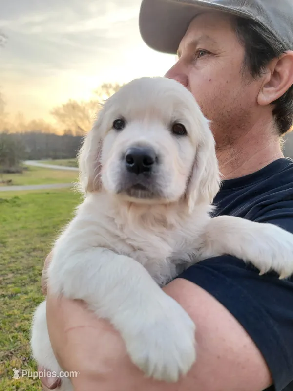 Green Victoria – English Cream Golden Retriever puppy for sale in Labelle, FL