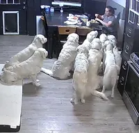 Boy #1, a male English Cream Golden Retriever for sale in Boynton Beach, FL – Photo 3 of 3