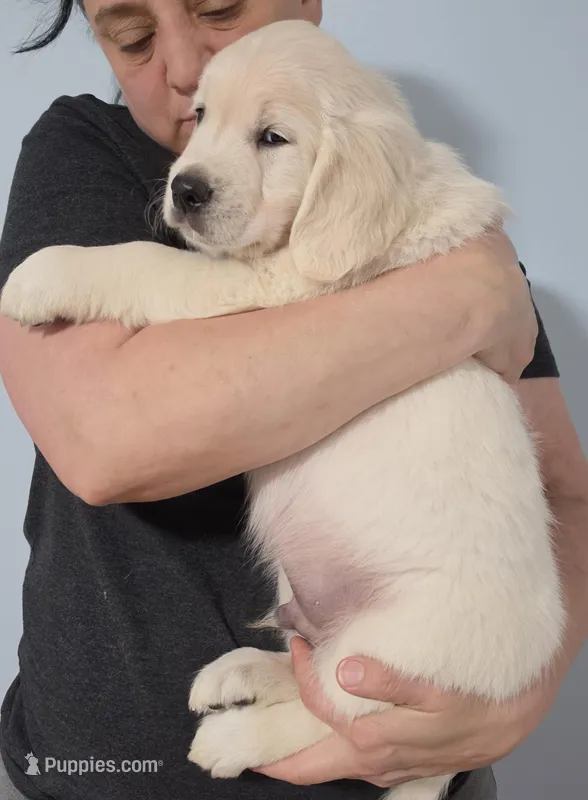 Green Victoria – Golden Retriever puppy for sale in Labelle, FL