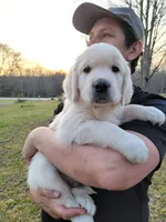Green Victoria, a male English Cream Golden Retriever for sale in Labelle, FL – Photo 3 of 7