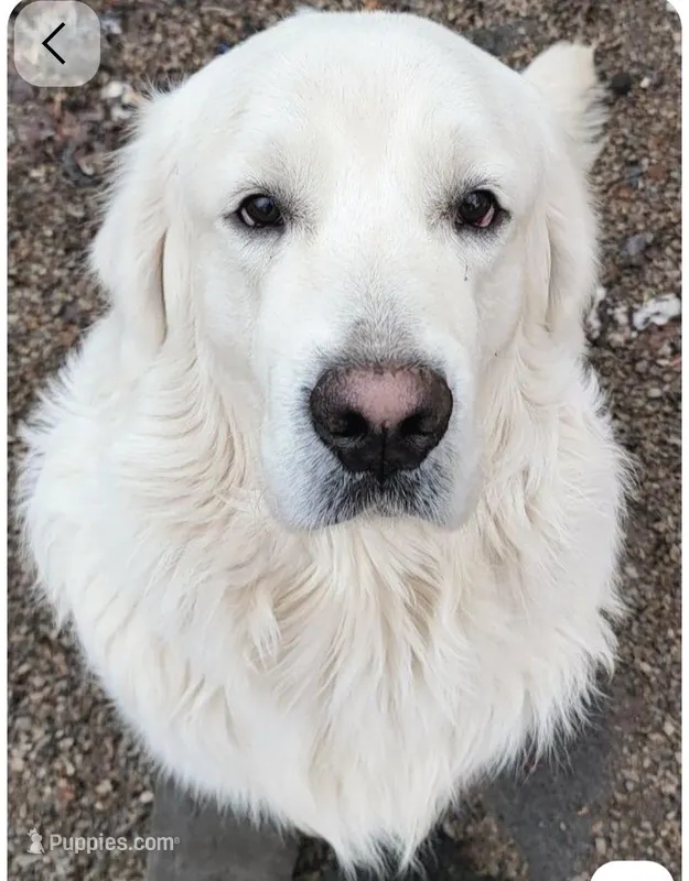 Boy #1, a male English Cream Golden Retriever for sale in Boynton Beach, FL – Photo 1 of 3
