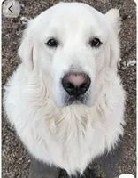 Boy #1, a male English Cream Golden Retriever for sale in Boynton Beach, FL – Photo 1 of 3