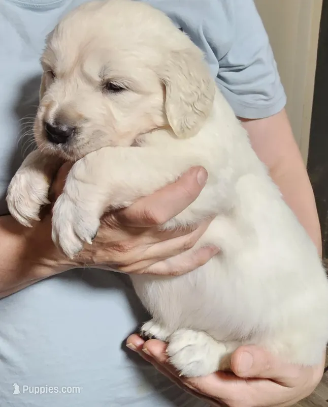 Boy #1 – English Cream Golden Retriever puppy for sale in Labelle, FL