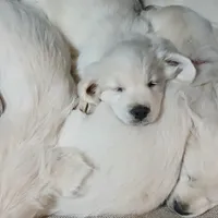 Green Victoria, a male English Cream Golden Retriever for sale in Labelle, FL – Photo 7 of 7