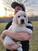 Green Victoria, a male English Cream Golden Retriever for sale in Labelle, FL – Photo 2 of 7