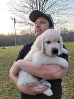 Green Victoria, a male English Cream Golden Retriever for sale in Labelle, FL – Photo 4 of 7