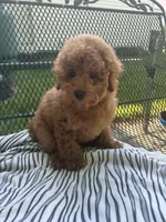 Sandy , a female Maltipoo for sale in Severn, MD – 4 of 4