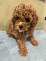 Simba, a male Maltipoo for sale in Severn, MD – 2 of 6