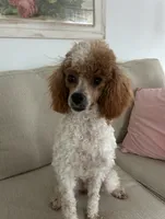 Scarlet , a female Maltipoo for sale in Severn, MD – 6 of 6
