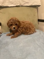 Simba, a male Maltipoo for sale in Severn, MD – 4 of 6
