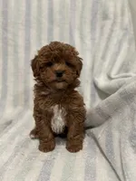 processed/55c7a997-a369-4e81-89c2-d205bfaab946/listing/2ecb5d35-c0a1-4248-91dc-4bb06cef2d1e/00828ffc-90de-4162-9200-6abdac981f08