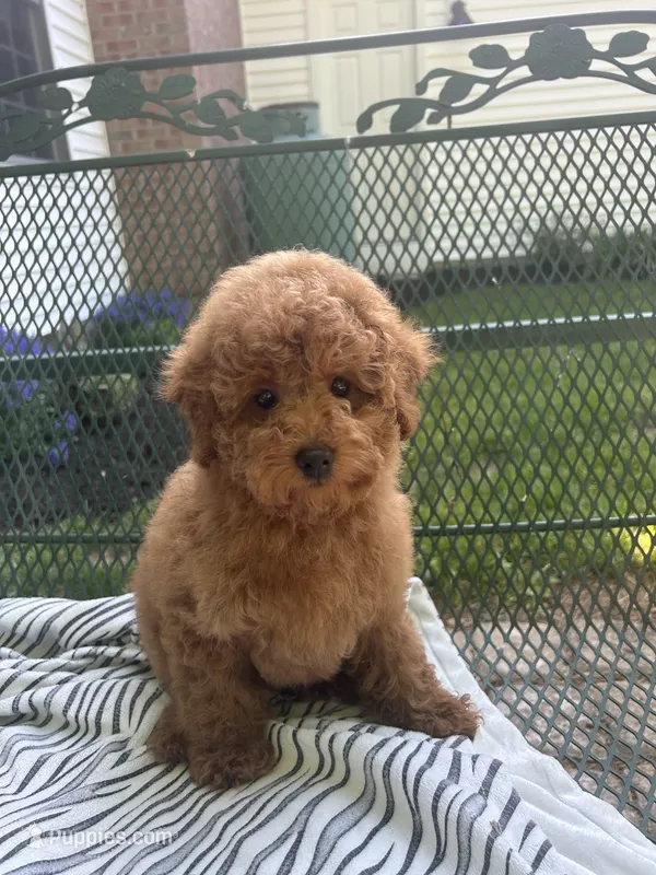 Sandy  – Maltipoo puppy for sale in Severn, MD