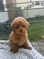 Sandy , a female Maltipoo for sale in Severn, MD – 1 of 4