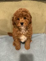 Scarlet , a female Maltipoo for sale in Severn, MD – 3 of 6