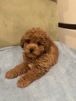 Stella, a female Maltipoo for sale in Severn, MD – 3 of 5