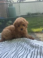Sandy , a female Maltipoo for sale in Severn, MD – 2 of 4