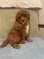 Scarlet , a female Maltipoo for sale in Severn, MD – 4 of 6