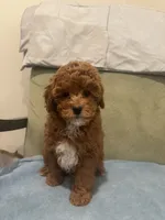 Scarlet , a female Maltipoo for sale in Severn, MD – 2 of 6