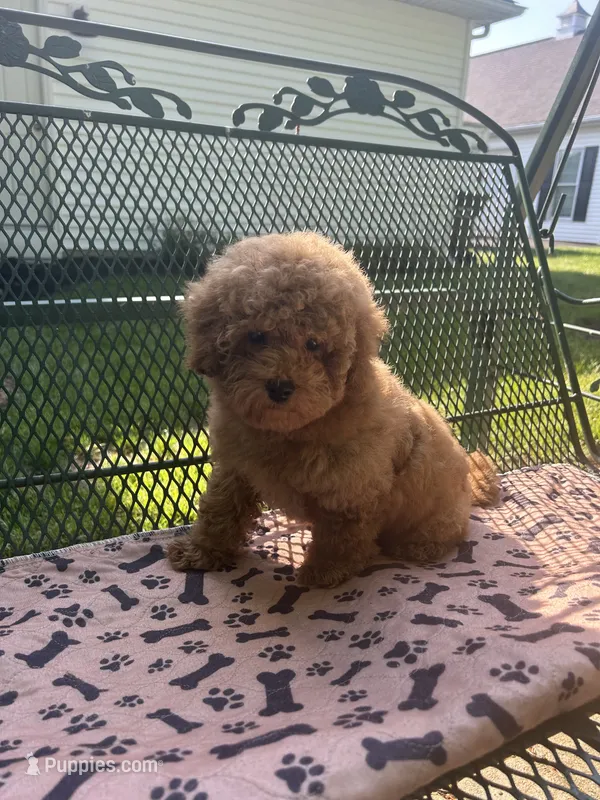 Sammy  – Maltipoo puppy for sale in Severn, MD
